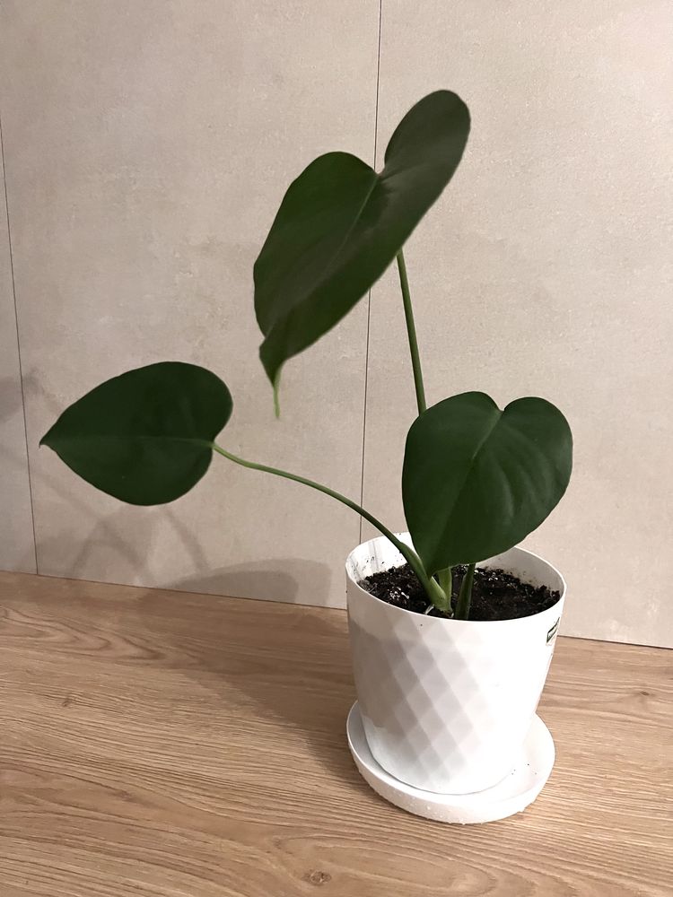 Monstera w doniczce