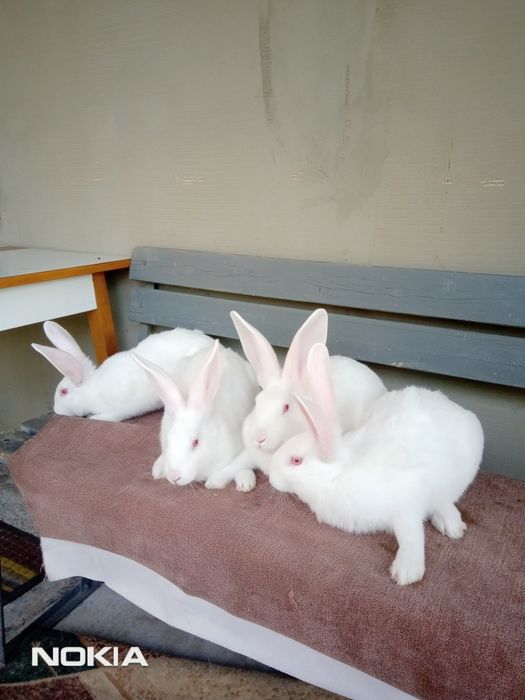 Кролики на розвід