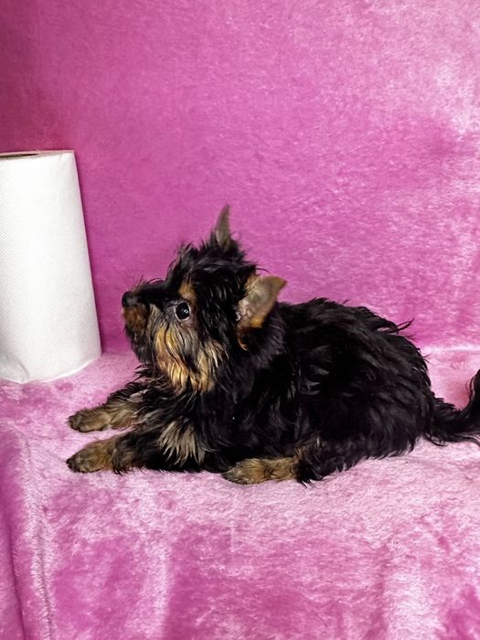 Mała czarno zloty dziewczynka 4 miesiace