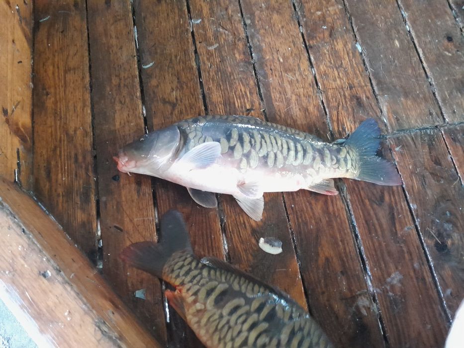 Sprzedaż ryb z własnej hodowli