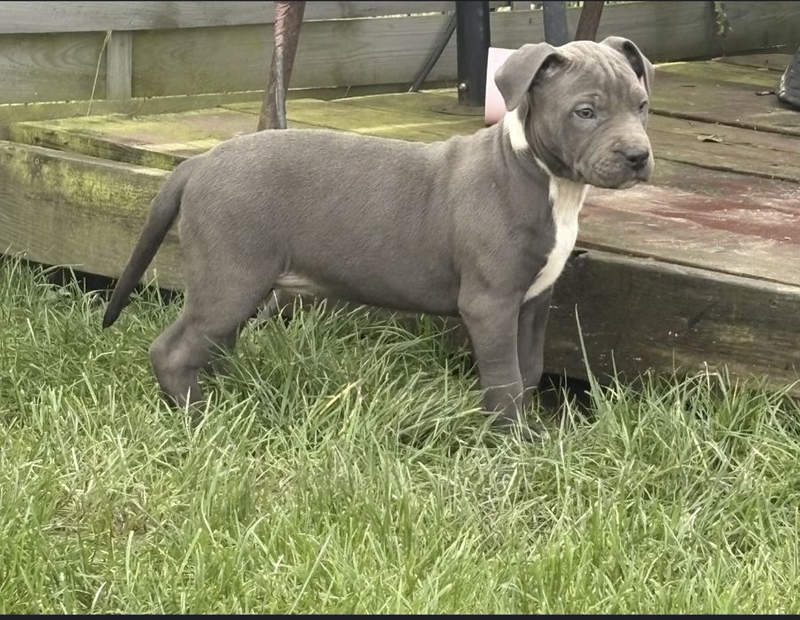 American Staffordshire Terrier blue  suczka AMSTAFF