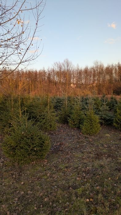 Choinki/ Świerk zwykły, srebrny, serbski.