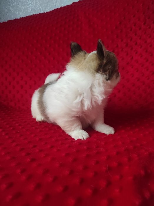 НУ очень красивый малыш!!!