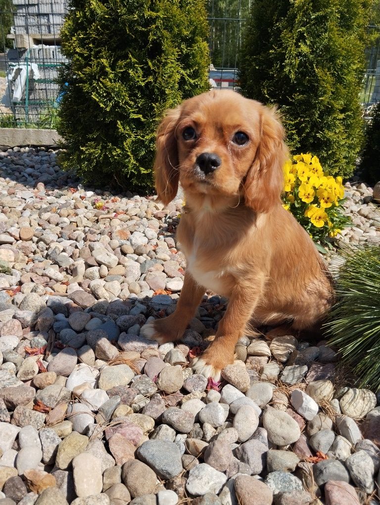 Samczyk cawalier King Charles spaniel z Rodowodem