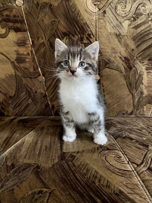 Віддам в добрі руки кошеня-дівчинка