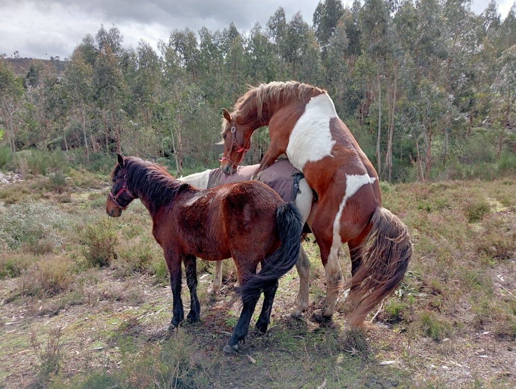 Cavalo inteiro malhado 9 anos