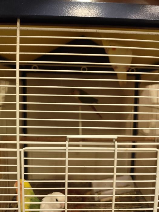 Vendo se pássaros com gaiola