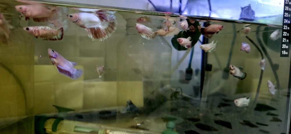 Bettas Femeas Hm
