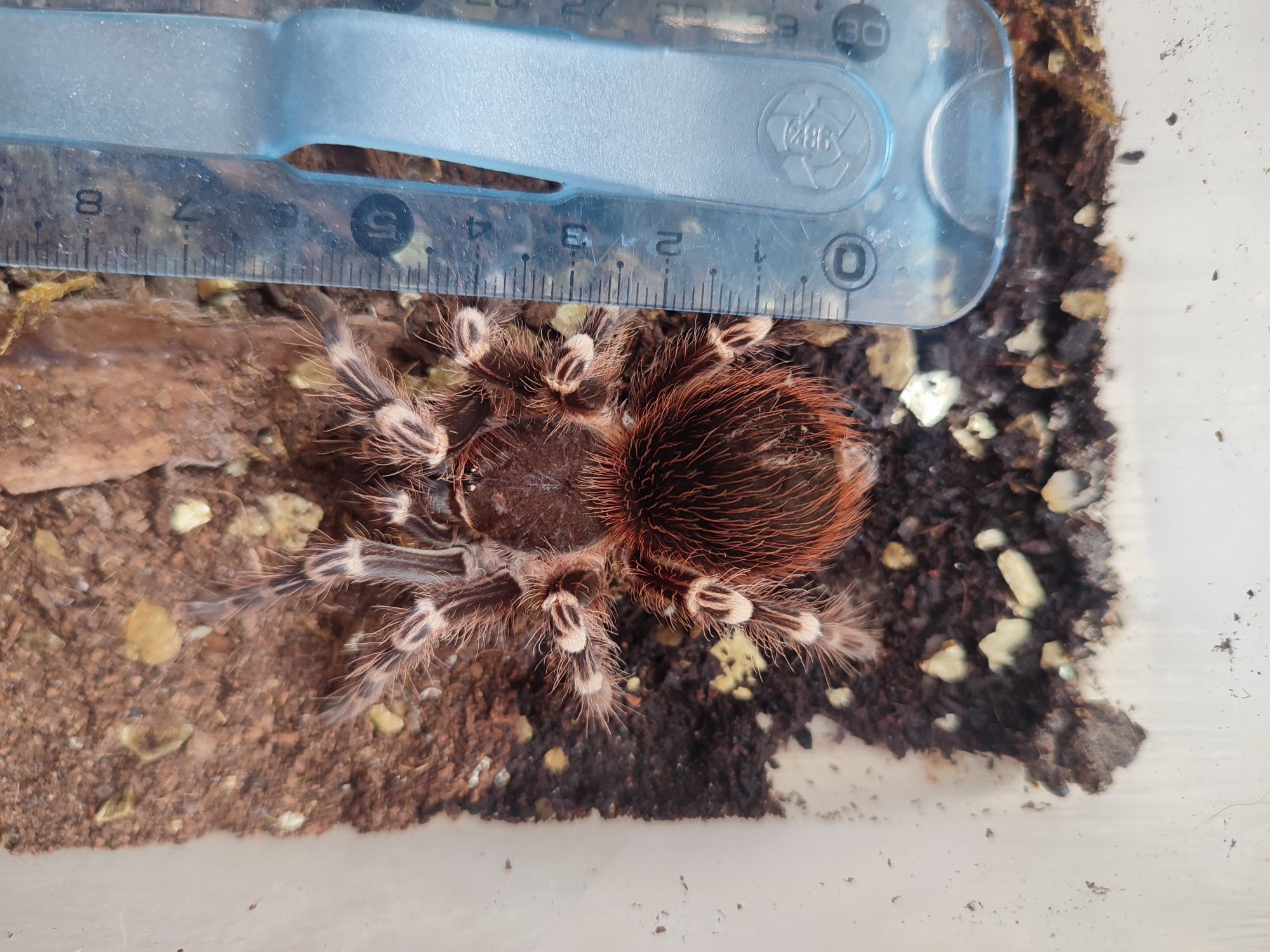 Pająk Ptasznik białokolanowy, samica Acanthoscurria geniculata 4 dc