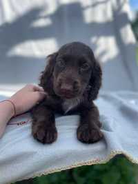 Czekoladowa suczka Cocker Spaniel Angielski