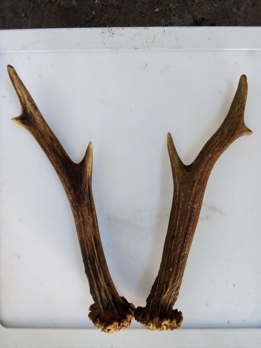 Роги молодого оленя