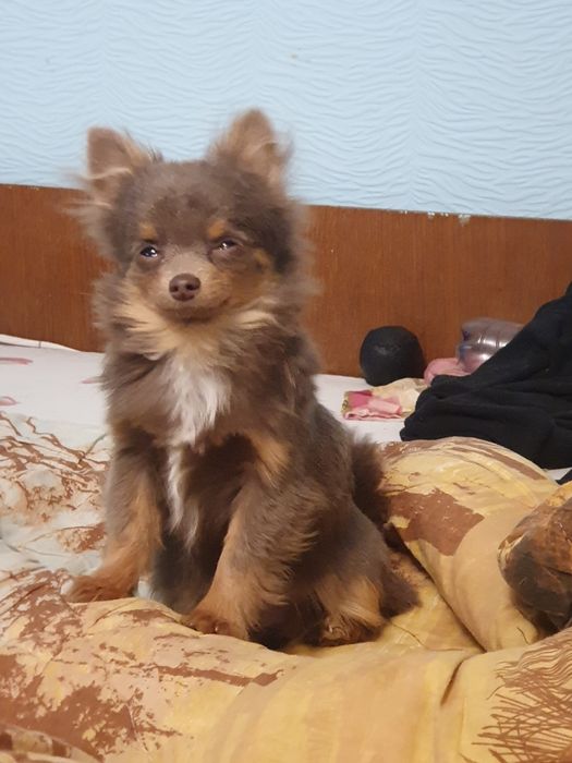 Мальчик чихуахуа длинношерстный