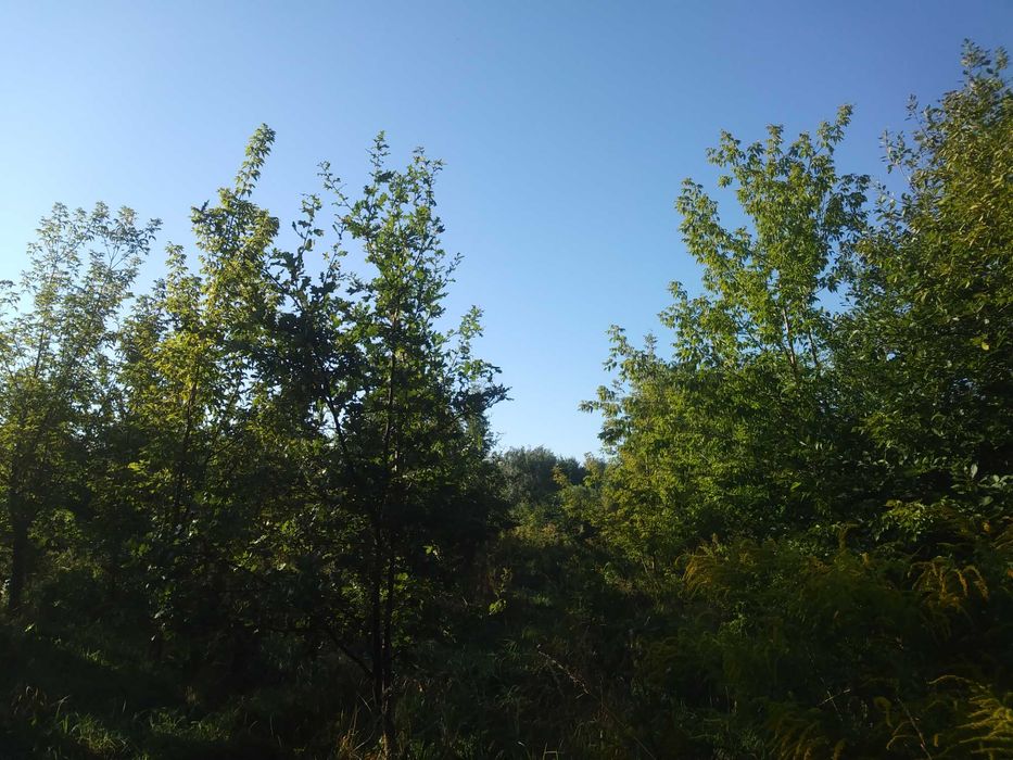 Kompleksowe czyszczenie terenu działek przygotowanie pod budowę