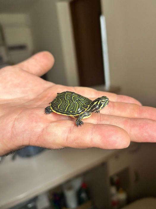 Żółw żółwik wodno lądowy - piękne maluszki z całym wyposażeniem