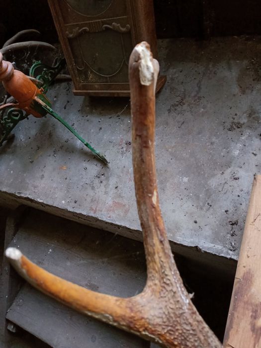 Poroże na desce poroża