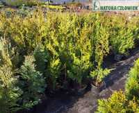 Thuja  Aureospicata 80cm BRABANT 70cm  PRODUCENT Śląsk szmaragd tuja