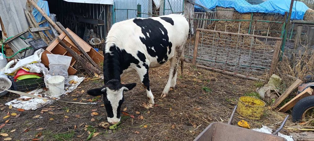 Продаю Теличку четвертий місяць тільності