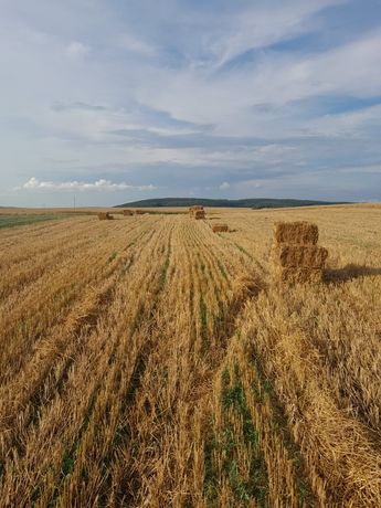 Солома в тюках пшенична