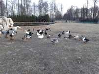 kaczki call duck para kaczek