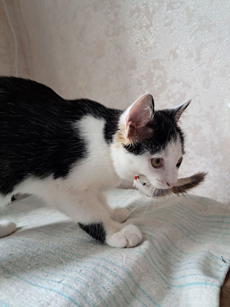 Кошеня безуоштовно/котенок бесплатно