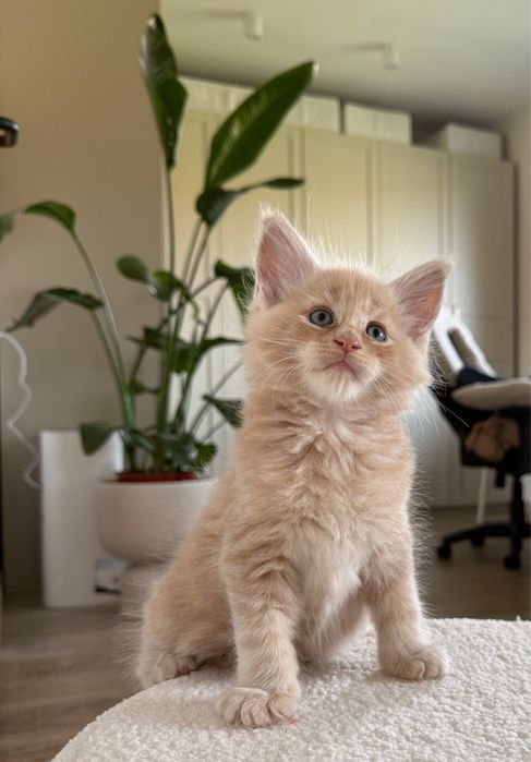 Cudny kocurek Maine Coon