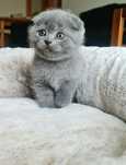 Scottish fold azul