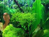 Мох акваріумний Christmas Moss