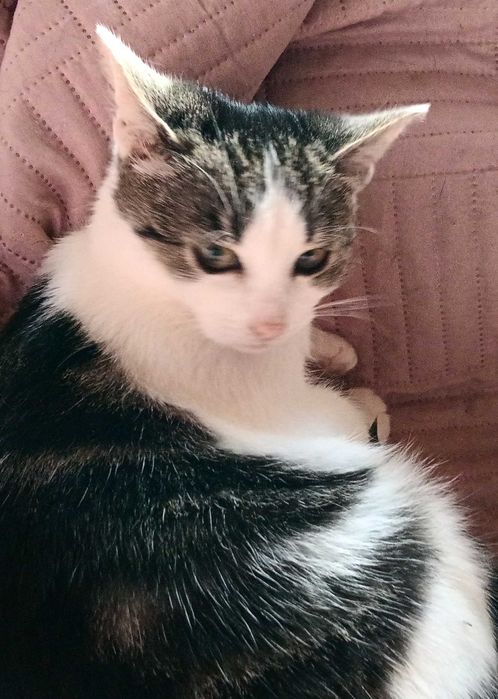 Frotka i Fraszka czekają na dom.