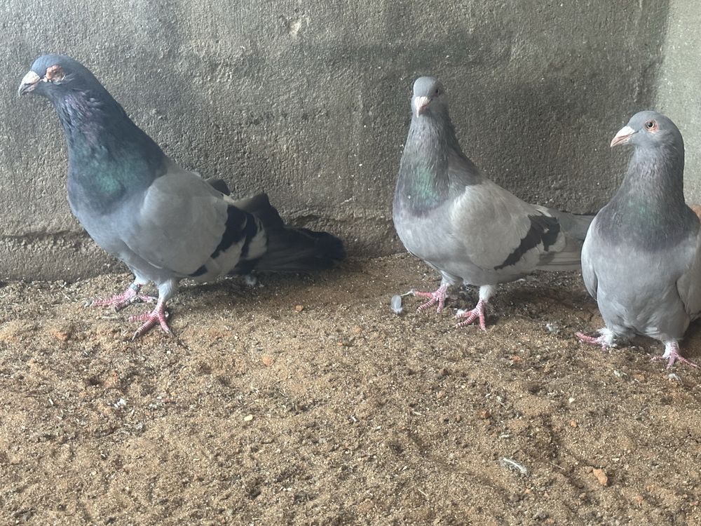 Disponiveis casais de pombos Romanos