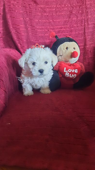 Śliczna suczka maltańczyk