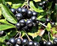 Aronia aronia aronia