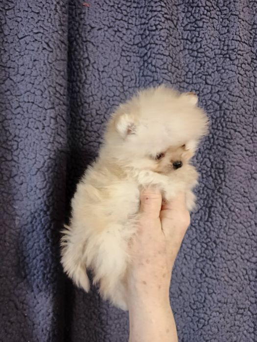 Київський Гномік.Документи прививки,Чіп.