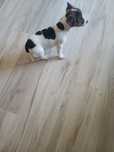 Jack Russell terrier sunia