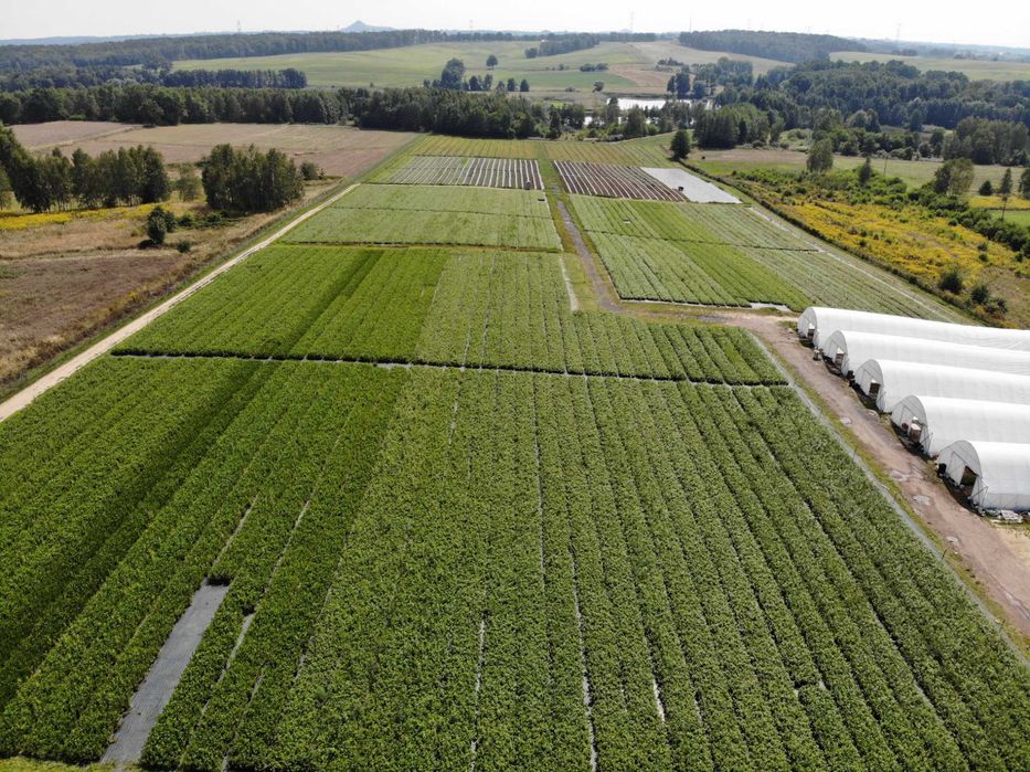 Sadzonki Budleja Davida | m104 | multiplat | certyfikat CAC