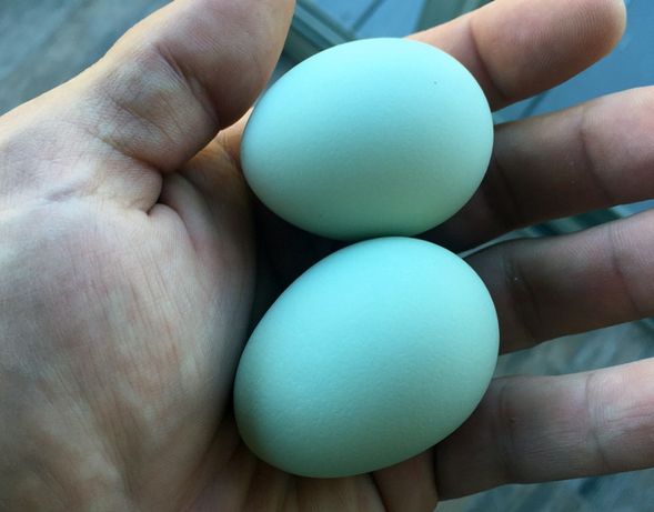 Galinhas de ovos azuis , varias raças(ovos para incubaçao)