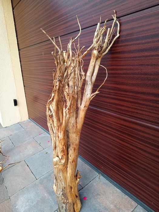 Olbrzymi, gruby naturalny korzeń do akwarium