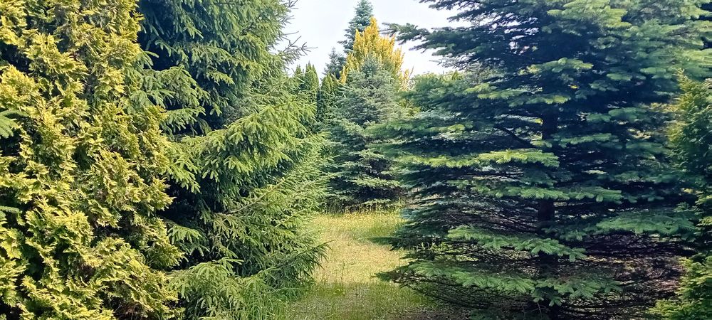 Działka ul Gajowa (Góry)