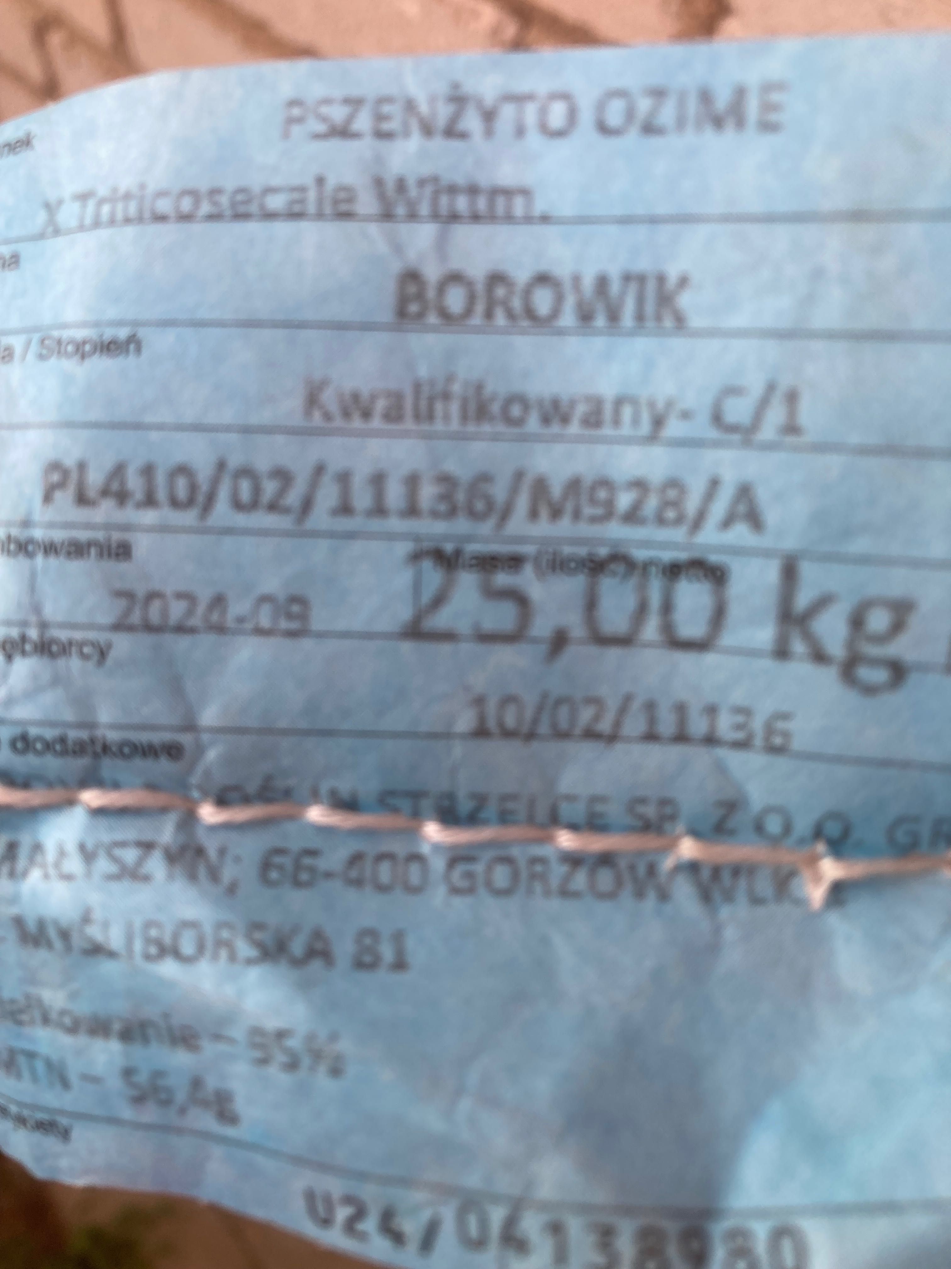 Pszenica elektra pszenżyto borowik