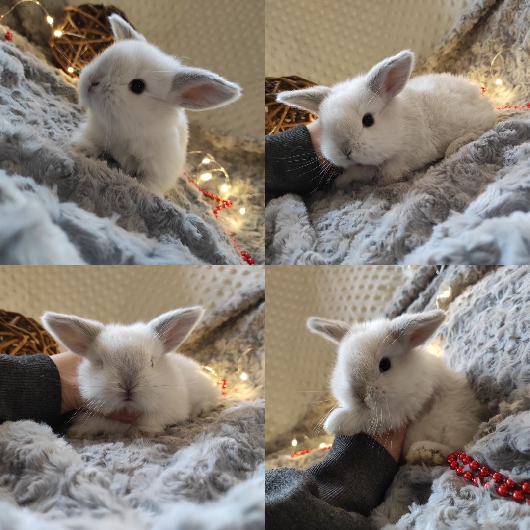 Mini Lop Króliczki Czystej Rasy z WYPRAWKĄ I KSIĄŻECZKĄ ZDROWIA