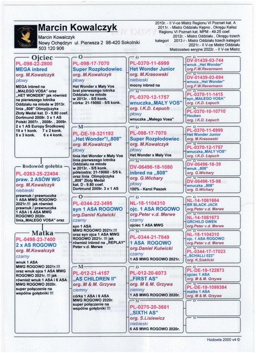 gołębie pocztowe MAŁY VOS / HET WONDER / 1 AS MWG ROGOWO