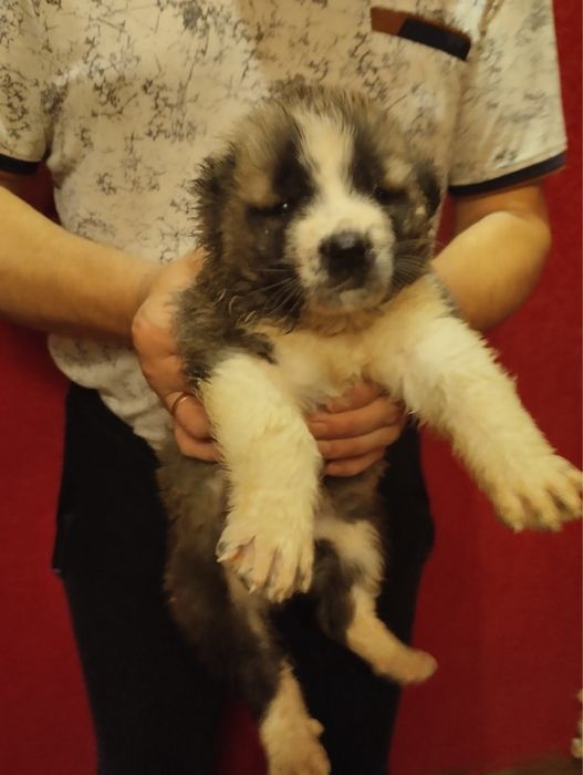 Продам цуценят Алабая