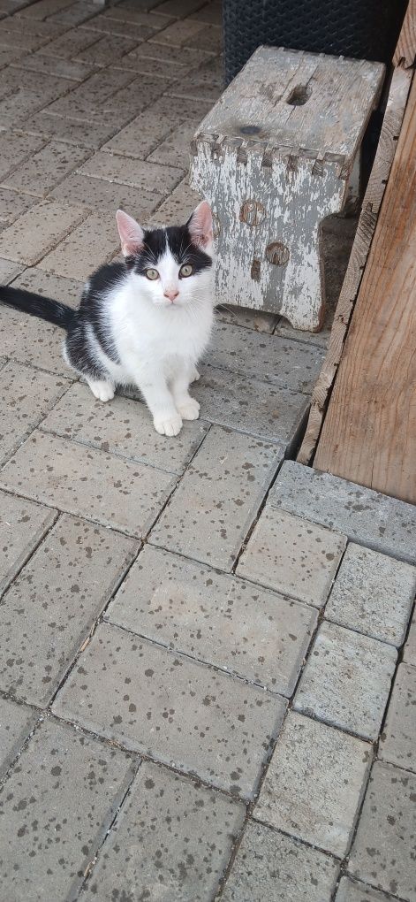 Oddam za darmo dwa kociaki