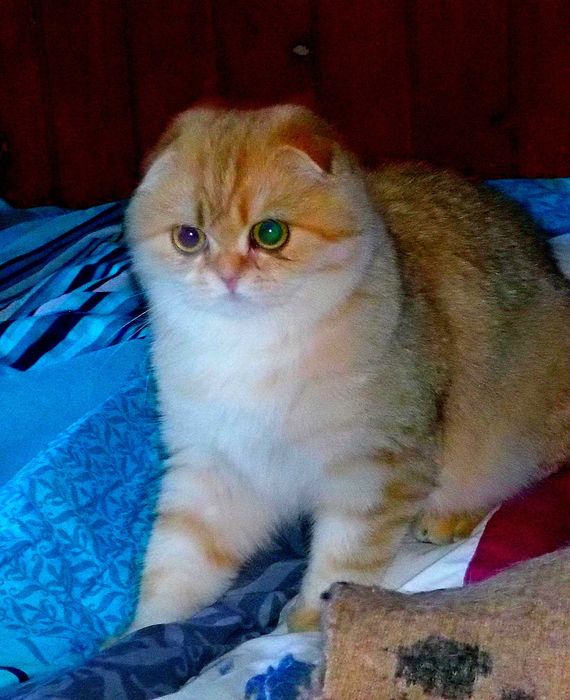 Kotka Szkocka Zwisłoucha PZF WCF Zachodniopomorskie,