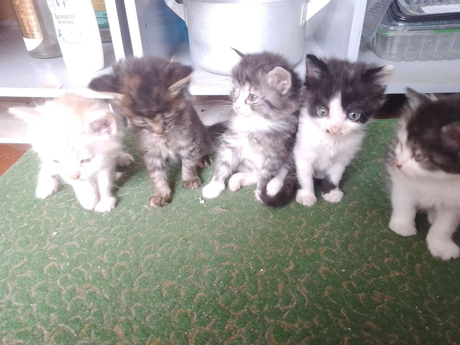 Кошенята безкоштовно!