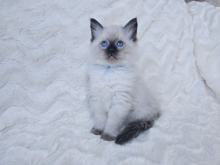 Kocurek Ragdoll z rodowodem (kocięta Ragdoll) gotowy do odbioru