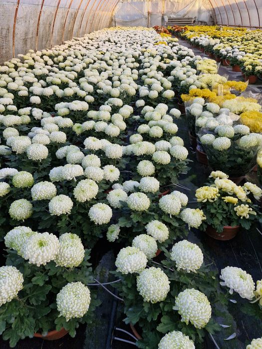 Chryzantemy na sprzedaż!