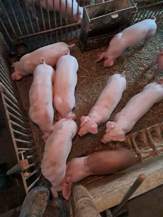 Prosięta z własnego gospodarswa