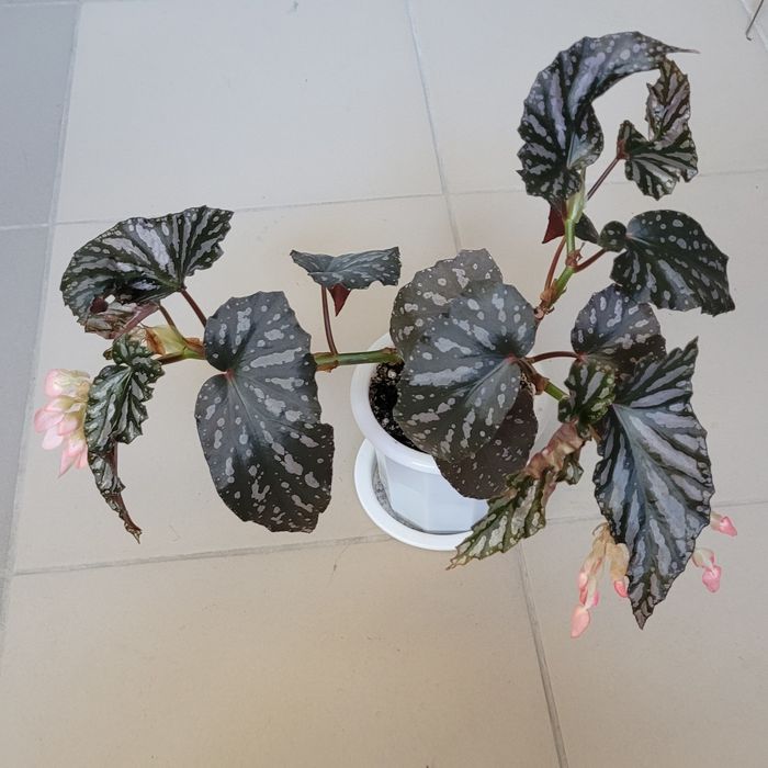 Кейн бегонии Down Home, Mugen