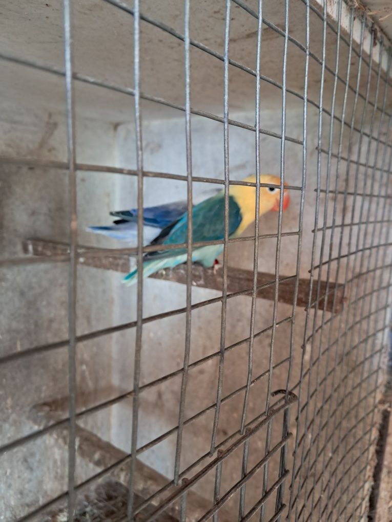 Agapornis Opalinos yellou face  opalinos azuis  verdes  portadores