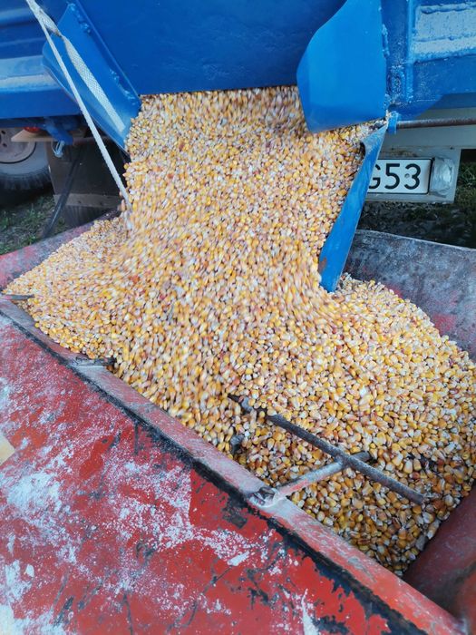 Kukurydza mielona ccm bigbag pasza dla krów opasów